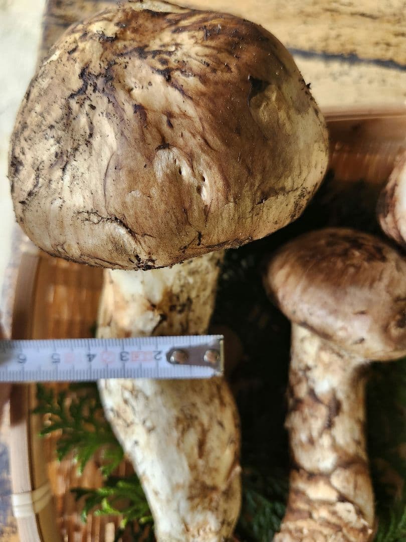 長野県　松茸　栂松茸　信州