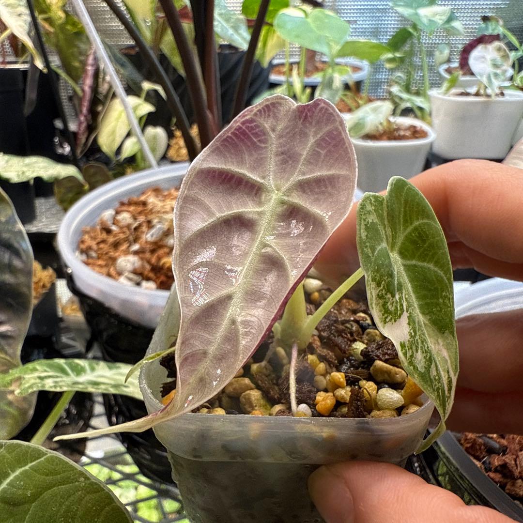 c*e様 極上 アロカシア ワトソニアナ ピンク