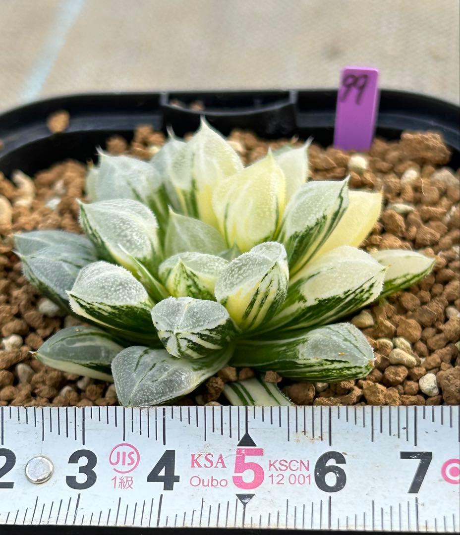 ハオルチア　ラブハート錦　超極上斑