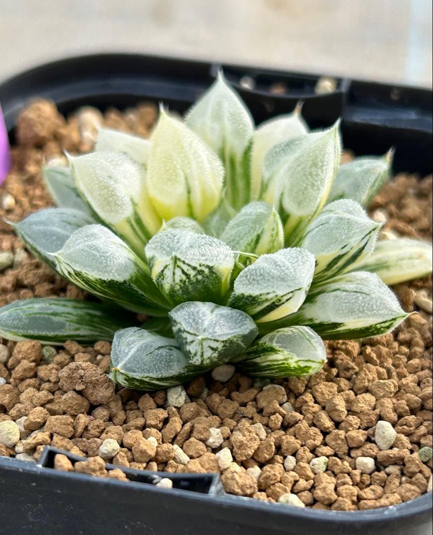 ハオルチア　ラブハート錦　超極上斑