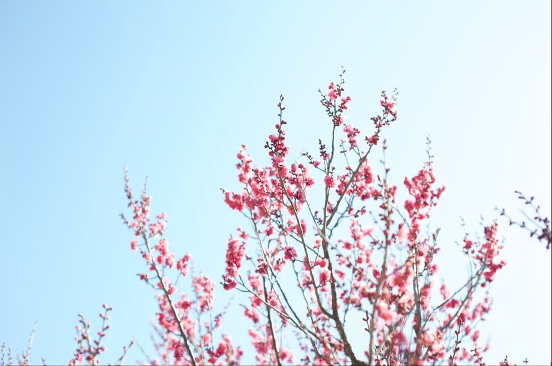 [美品] 作例有り。Nikon AF NIKKOR 50mm F1.8D