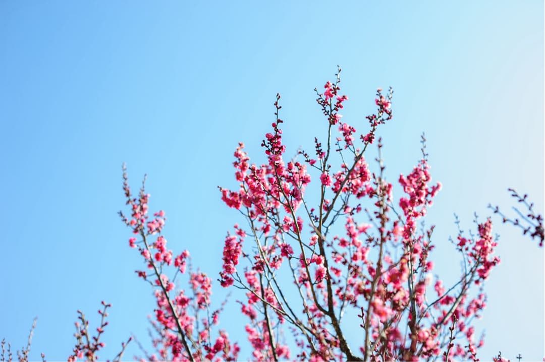 [美品] 作例有り。Nikon AF NIKKOR 50mm F1.8D