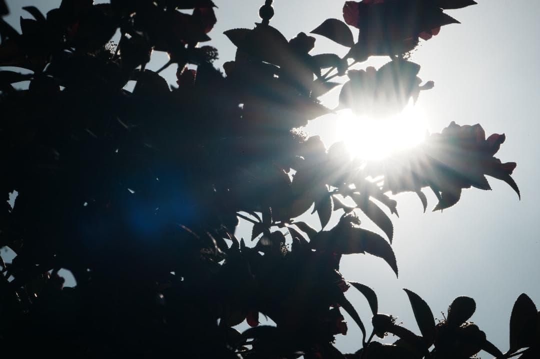 プロ仕様｜SONY SEL400800G 夢を現実にする超望遠の世界 625