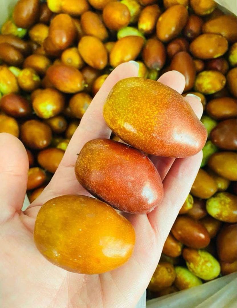 今秋新品入荷☆常温発送【新鮮なつめ約2000g】日本国産新鮮脆冬棗