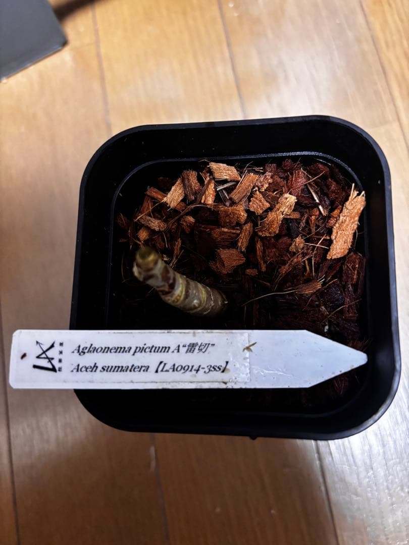 正規タグ付き　ネームド　LA便 アグラオネマ　ピクタム　雷切