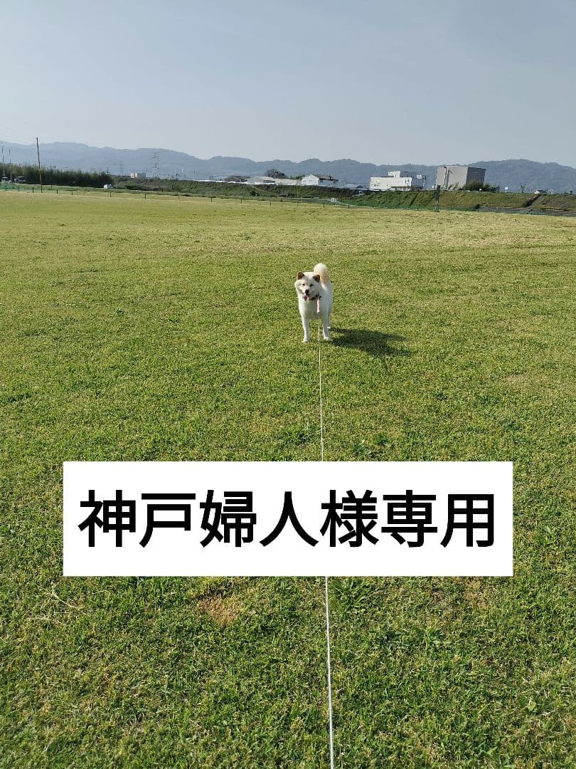 神戸婦人　キヌムスメ1袋