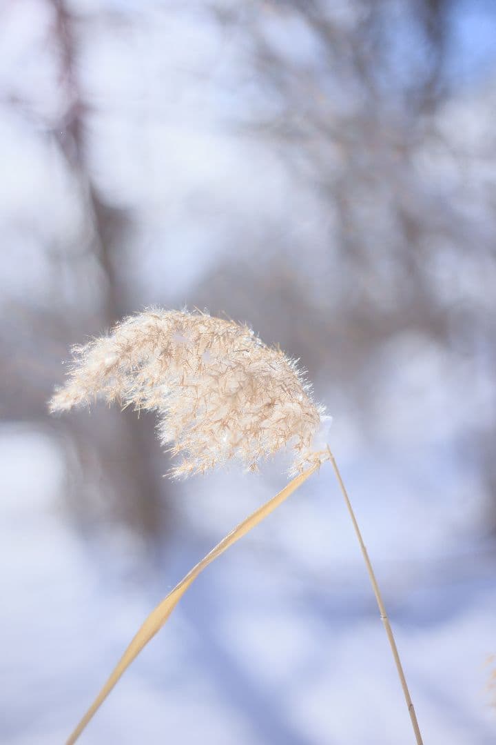 Super-Takumar 55mm F1.8 前期型 S/N：1252818