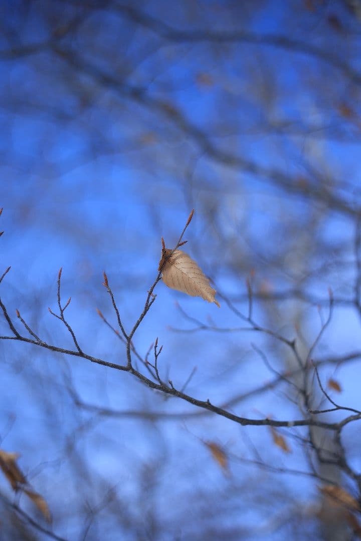 Super-Takumar 55mm F1.8 前期型 S/N：1252818