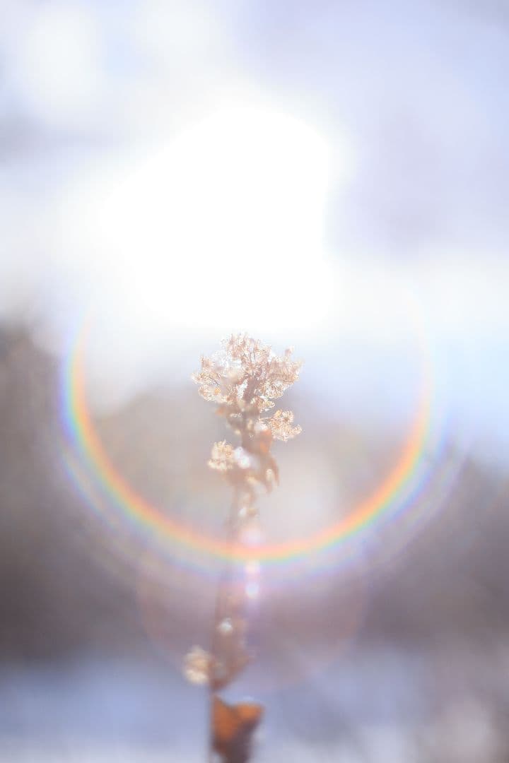 Super-Takumar 55mm F1.8 前期型 S/N：1252818