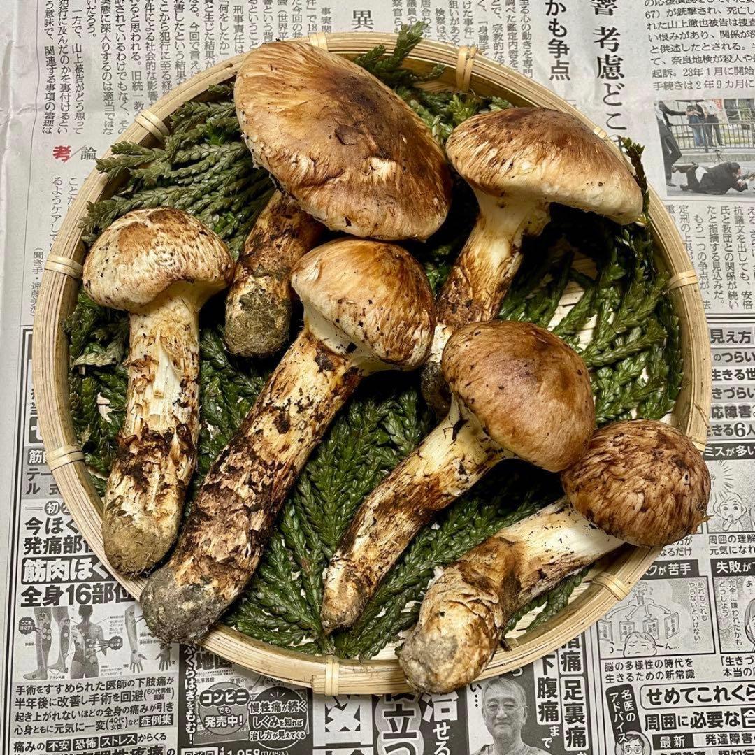 天然きのこ 松茸 国産 良品‼️ マツタケ まつたけ 大自然の凛さん採取その206