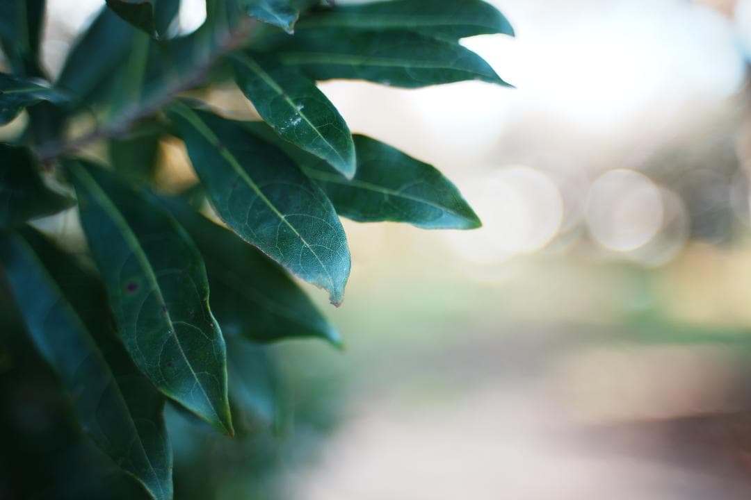 【Ai改】 ニコン Nikkor-o Auto 35mm F2 987