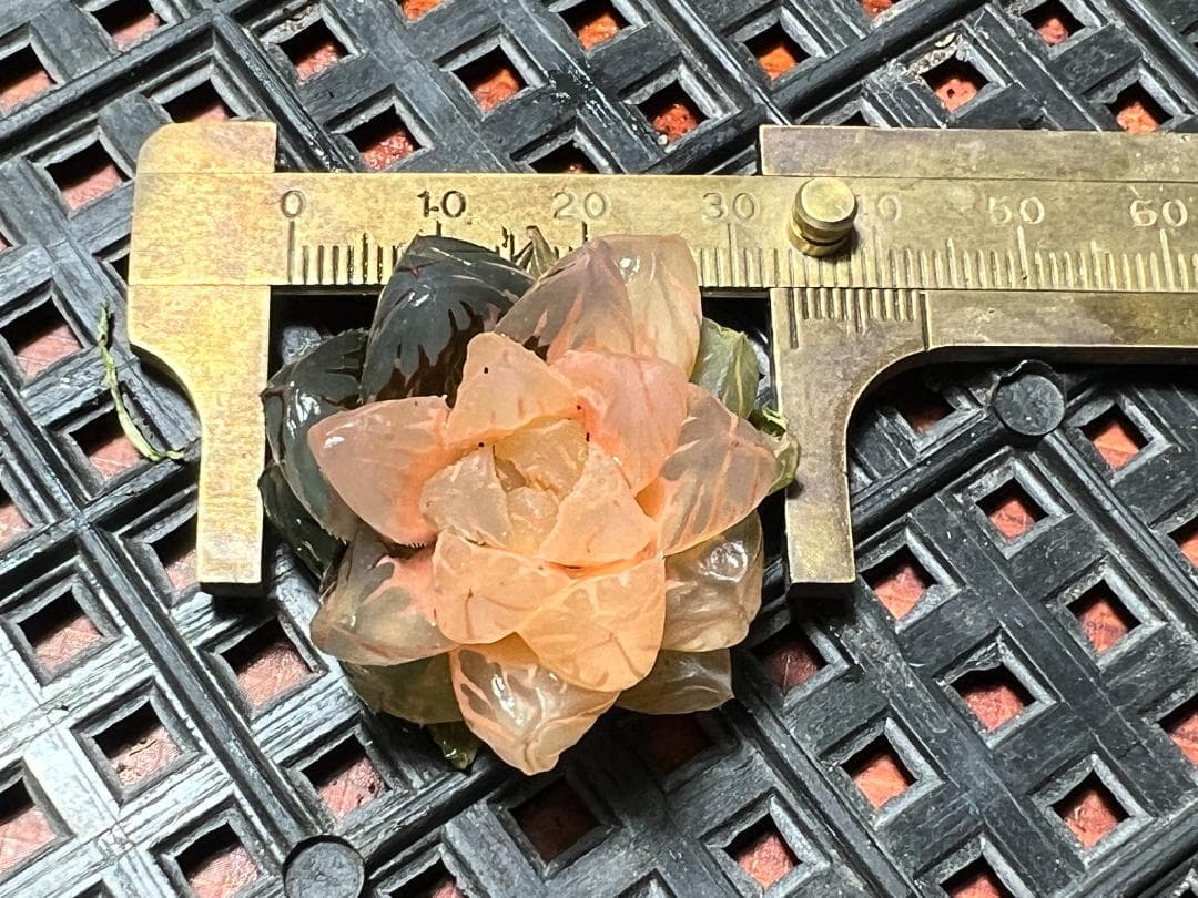 エ*カ様 9 多肉植物 ハオルチア　オブツーサ錦 水中月錦 糊斑 鮮明錦 25株