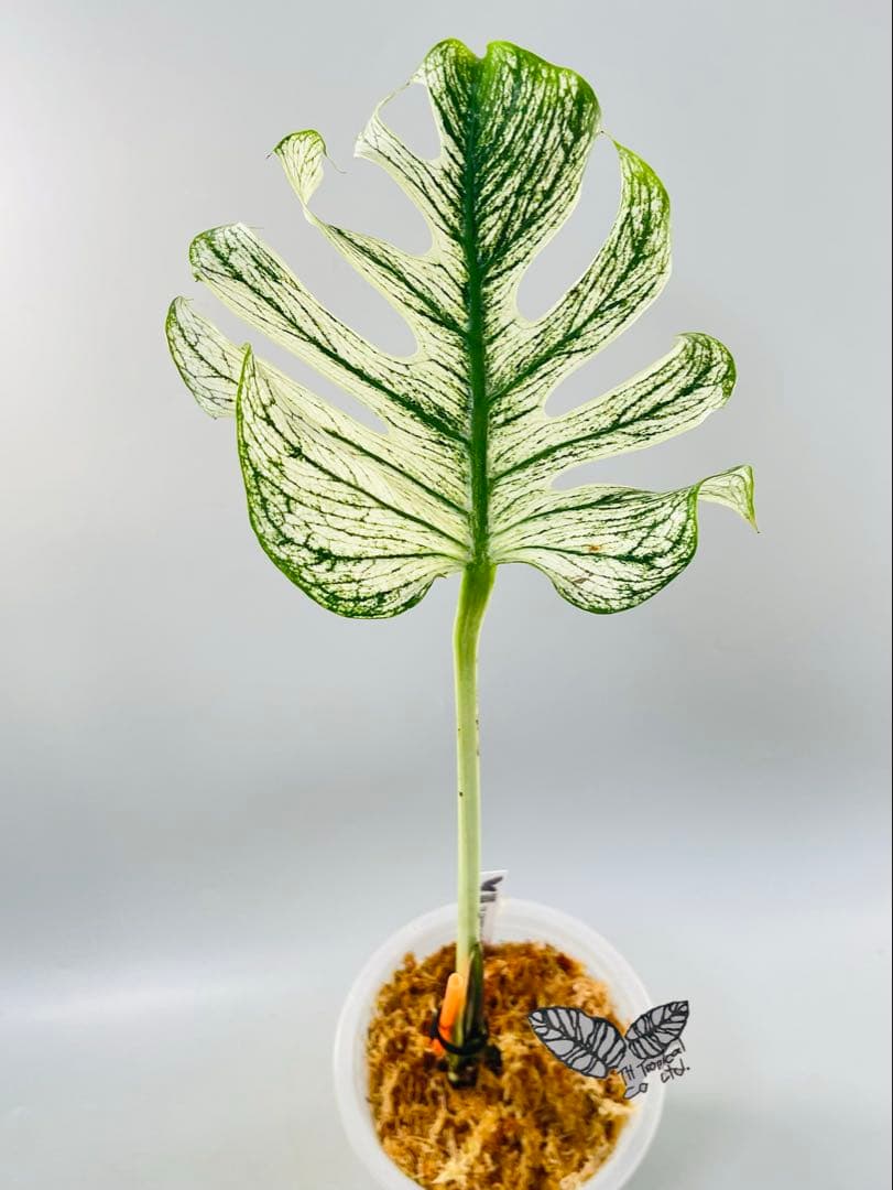 モンステラ デビルモンスター ② MONSTERA DEVIL MONSTER