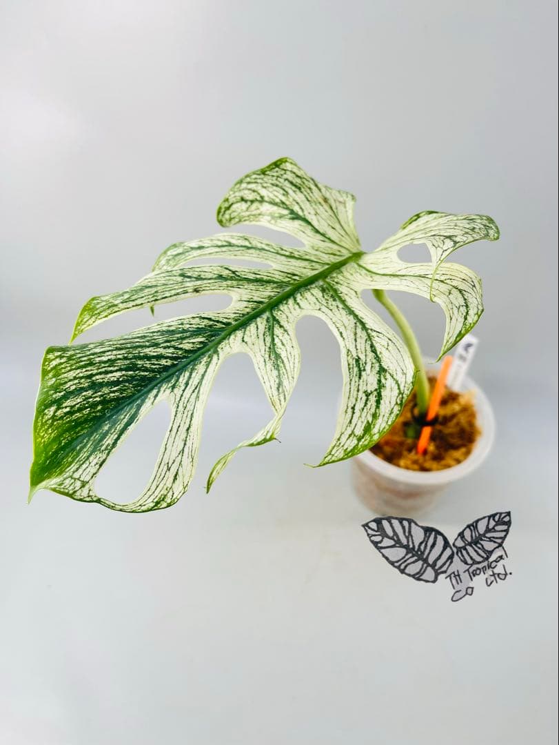 モンステラ デビルモンスター ② MONSTERA DEVIL MONSTER