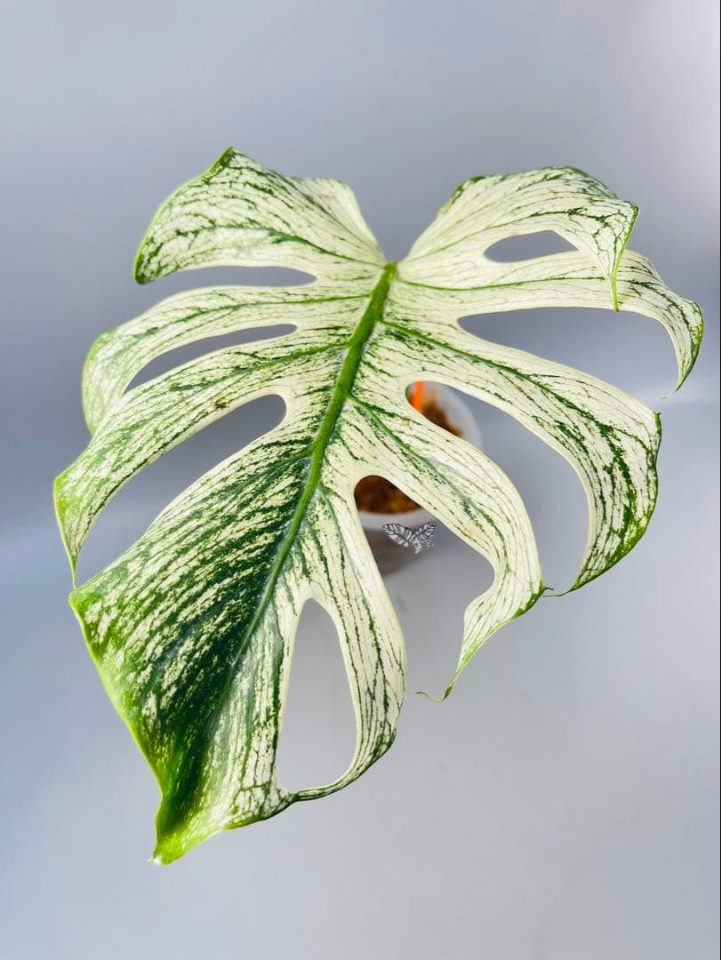 モンステラ デビルモンスター ② MONSTERA DEVIL MONSTER
