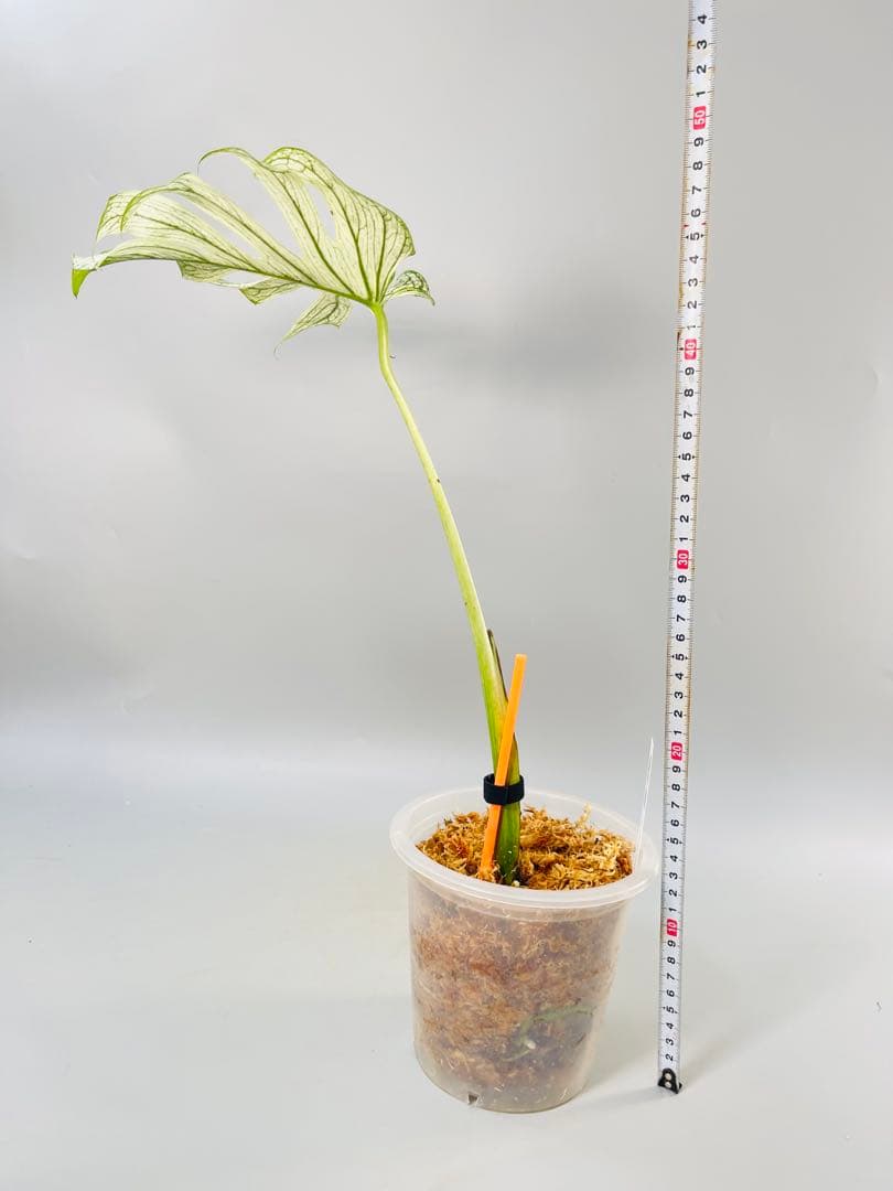 モンステラ デビルモンスター ② MONSTERA DEVIL MONSTER