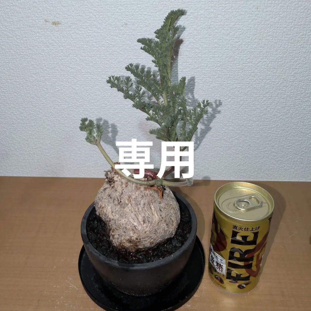 ペラルゴニウム　トリステ　良型タイプ 現地球　発根株（鉢付き)