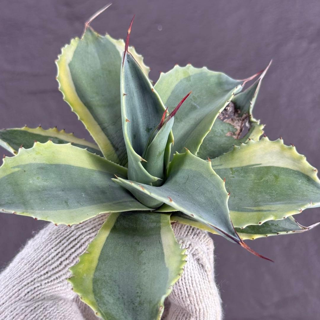 y*y様 【アガベ オバティフォリア“オルカ”】地植え/-18℃まで/極上　L2