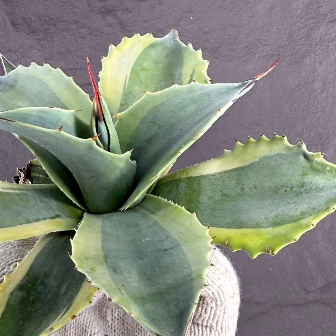 y*y様 【アガベ オバティフォリア“オルカ”】地植え/-18℃まで/極上　L2