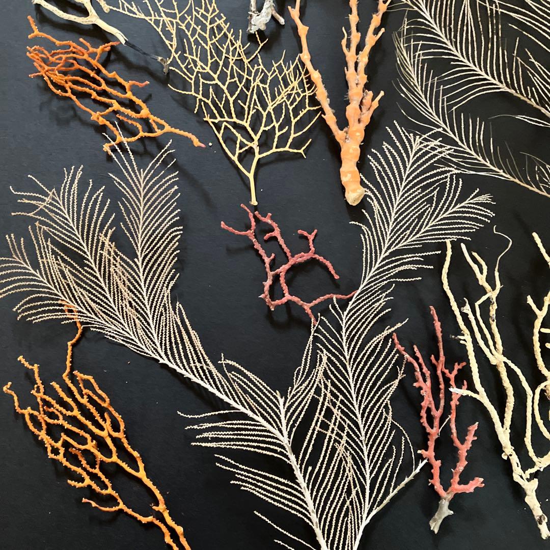 最終値下げ　高知県産珊瑚セット