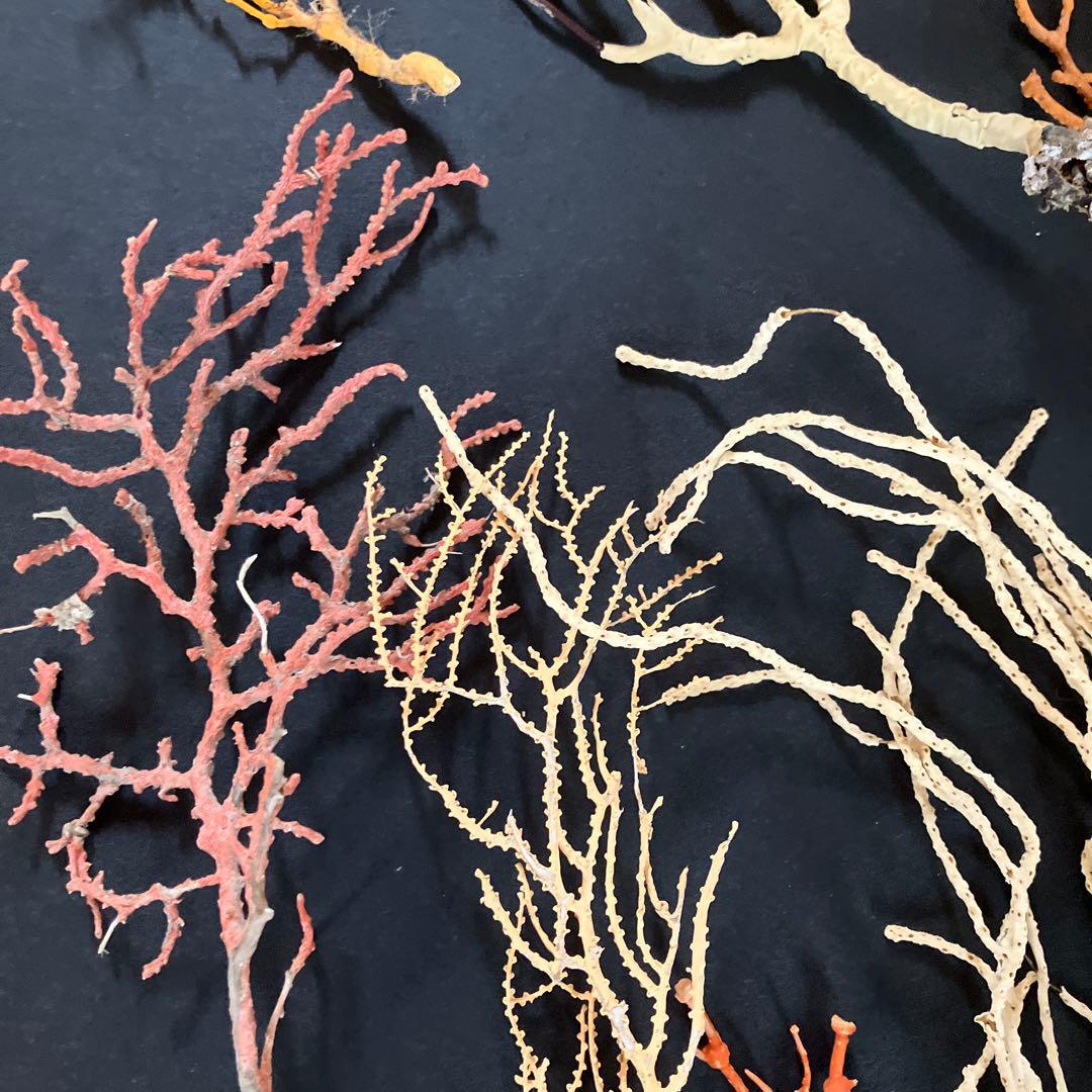 最終値下げ　高知県産珊瑚セット