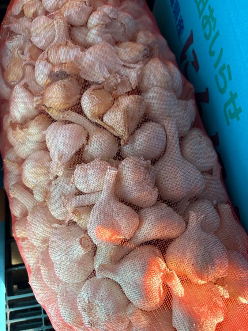 青森県産 福地ホワイト六片 にんにく 大.中 玉 １０ｋｇ
