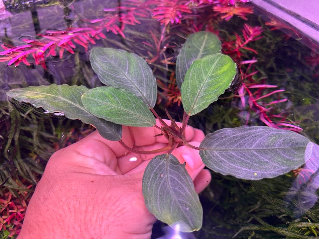 【TB便】Bucephalandra sp.Pearl gray水上育成株