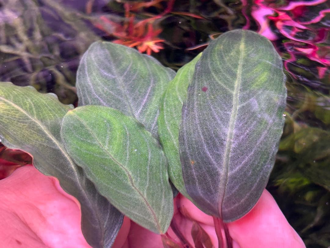 【TB便】Bucephalandra sp.Pearl gray水上育成株