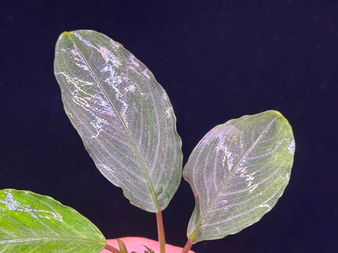 【TB便】Bucephalandra sp.Pearl gray水上育成株