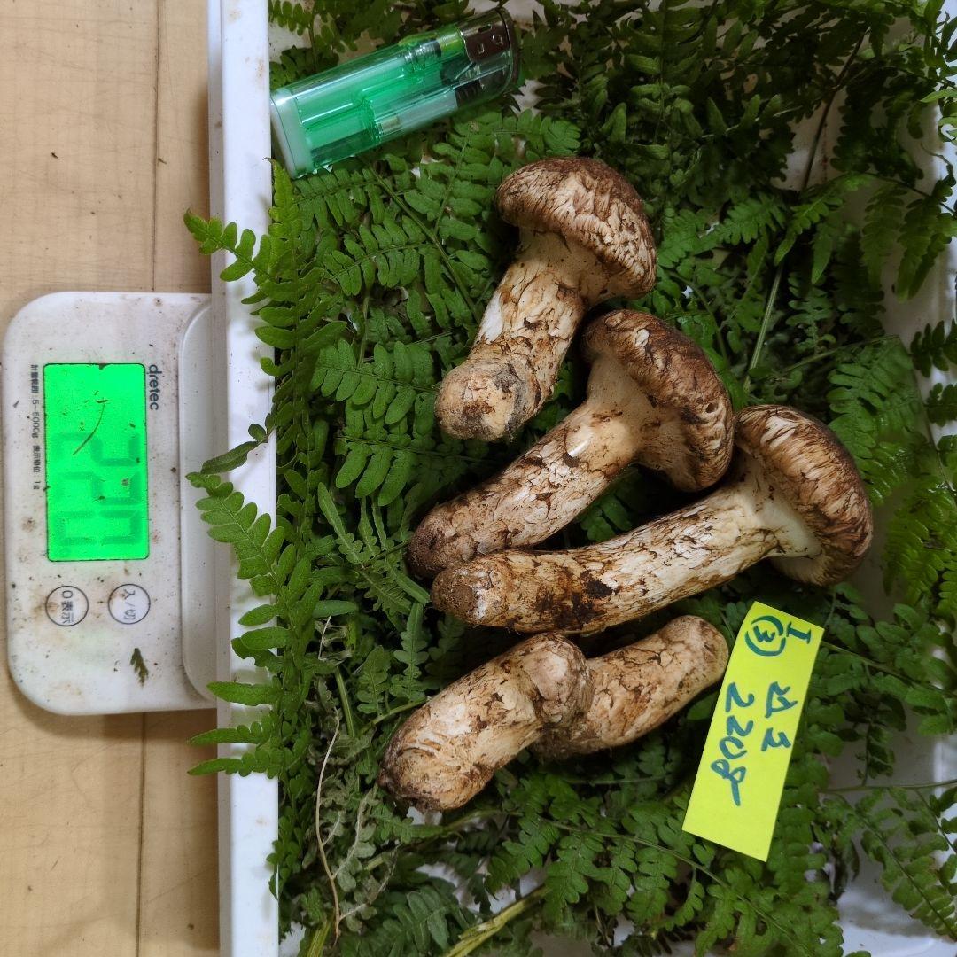 和歌山松茸 新鮮朝市　込み込み　220㌘