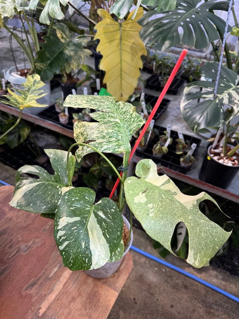 あ*け様 1モンステラ　タイコンステレーション　スターライト