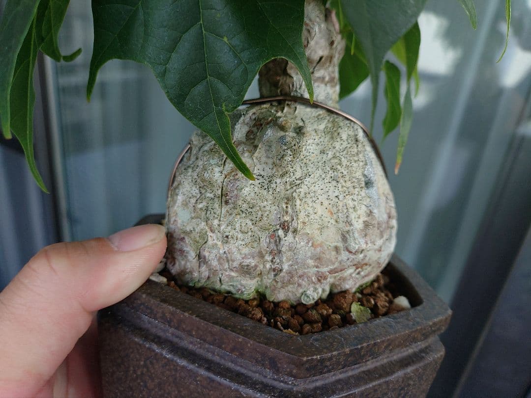 ゆーきん樹種不明　塊根植物　メルカリ便