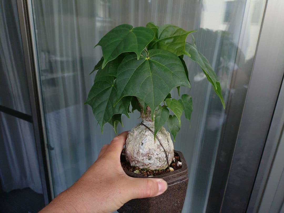 ゆーきん樹種不明　塊根植物　メルカリ便