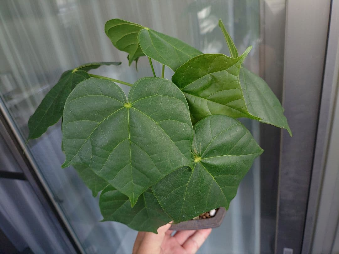 ゆーきん樹種不明　塊根植物　メルカリ便