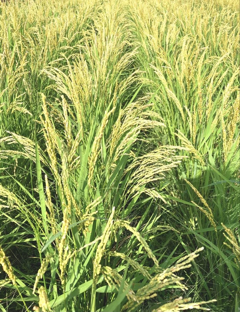 美味しい新米！【精米後１５ｋｇ】令和7年度三重県産コシヒカリ！