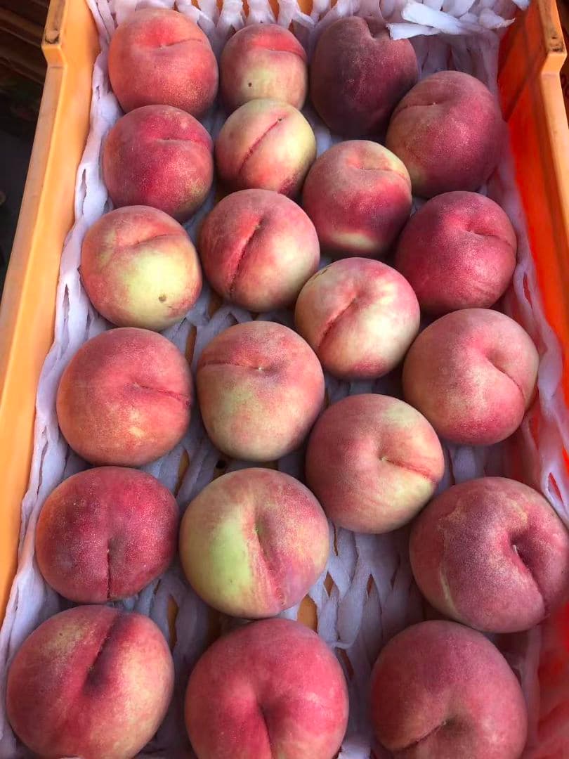 89早勝ち福島産朝採り完熟硬め桃箱込み10kg訳あり家庭用甘くて美味しい常温便