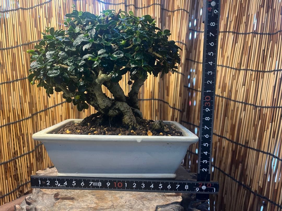 ✨✨✨フクマンギ【◎福万木】検/実物盆栽♪セール♪
