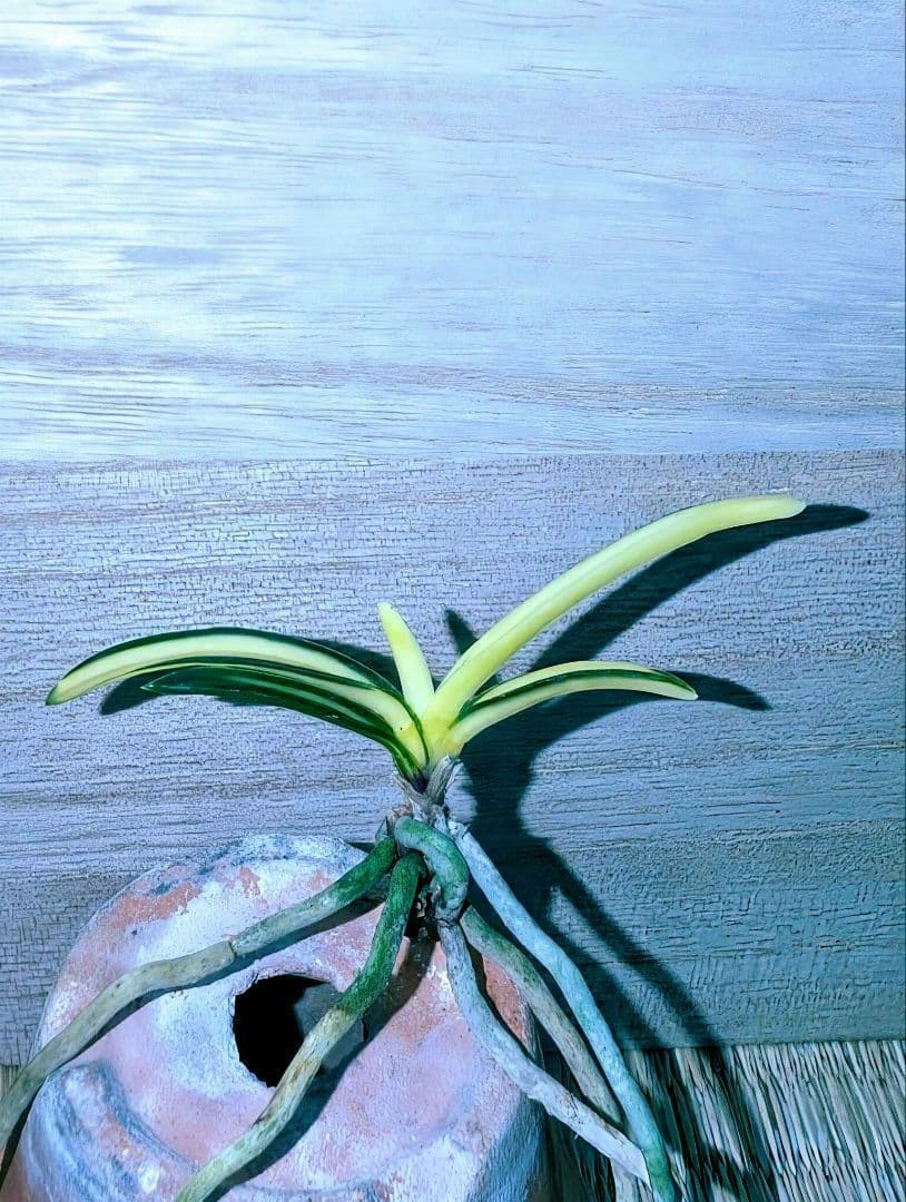 [年末大感謝祭東京土産編激安!!]富貴蘭　真砂系白牡丹