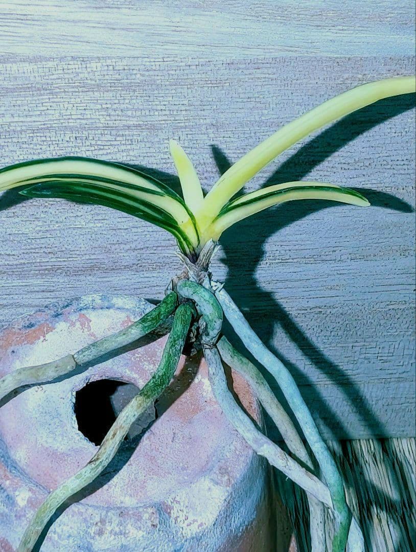 [年末大感謝祭東京土産編激安!!]富貴蘭　真砂系白牡丹