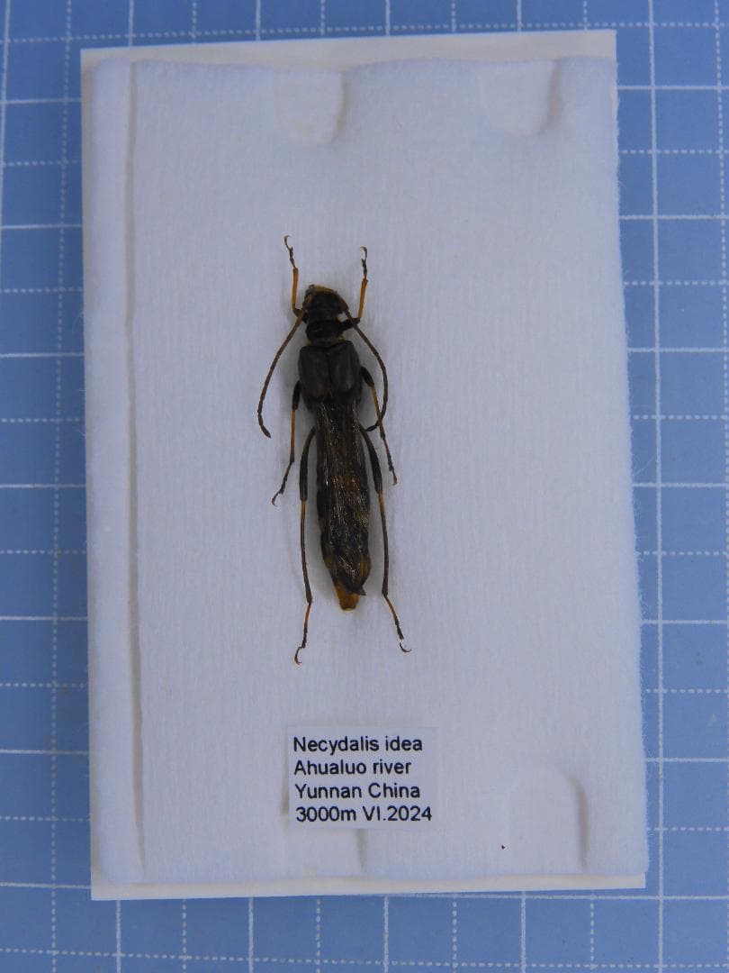 標本 Yunnan China Necydalis s.p 23mm