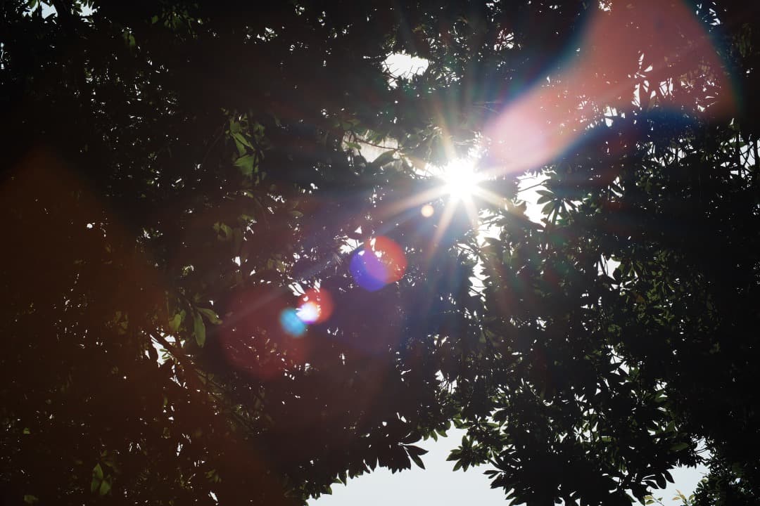 【極美品】動作◎ オリンパス G.Zuiko auto 50mm F1.4 54