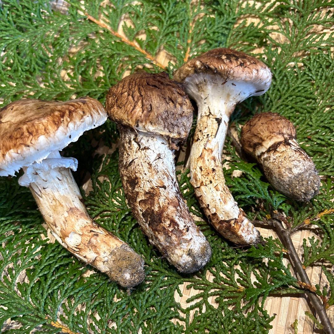 信州産‼️松茸 4本セット 180g 10/13 朝採れ