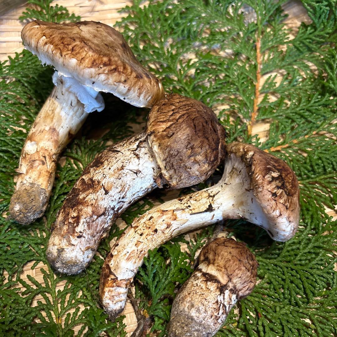 信州産‼️松茸 4本セット 180g 10/13 朝採れ
