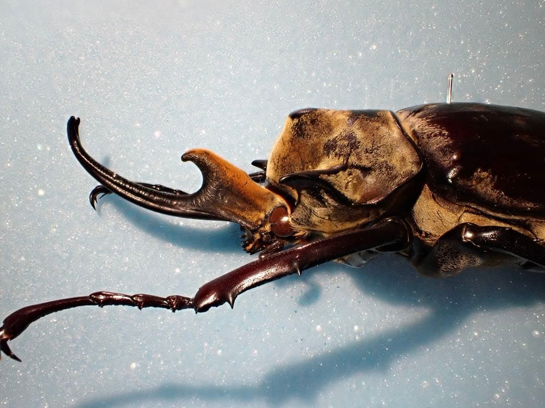 【標本】イイジマゾウカブト　ベネズエラ産　野外品 119.2ミリ
