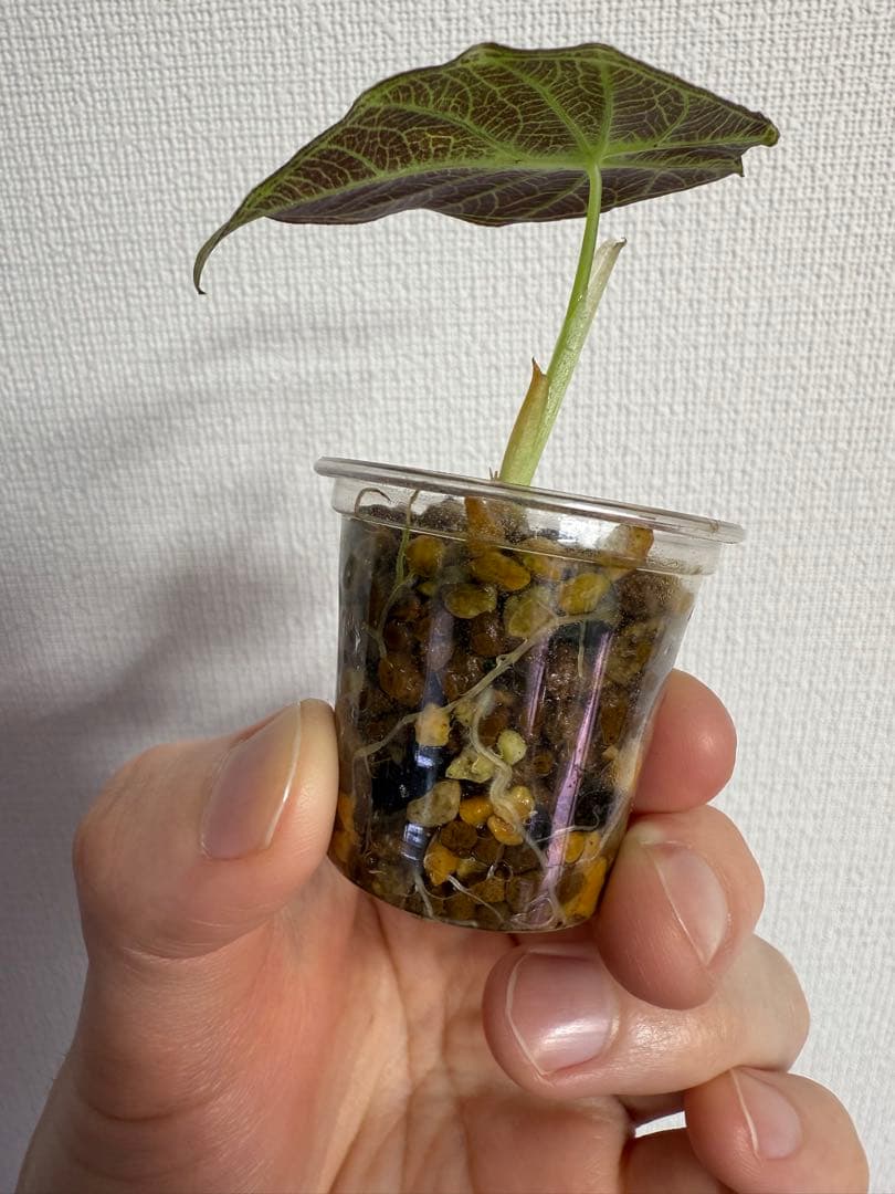 T*h様 アロカシア　ワトソニアナライトニング