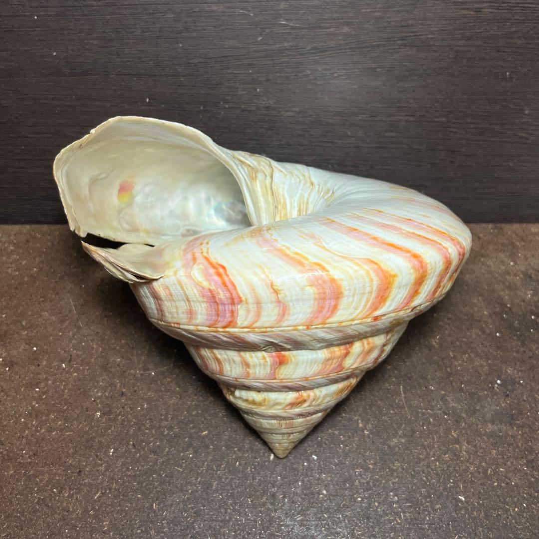 ケ*キ様 激レア　美品　東シナ海産　リュウグウオキナエビス