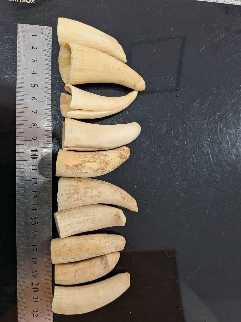 マッコウ鯨歯　本物　小さい歯10個セット
