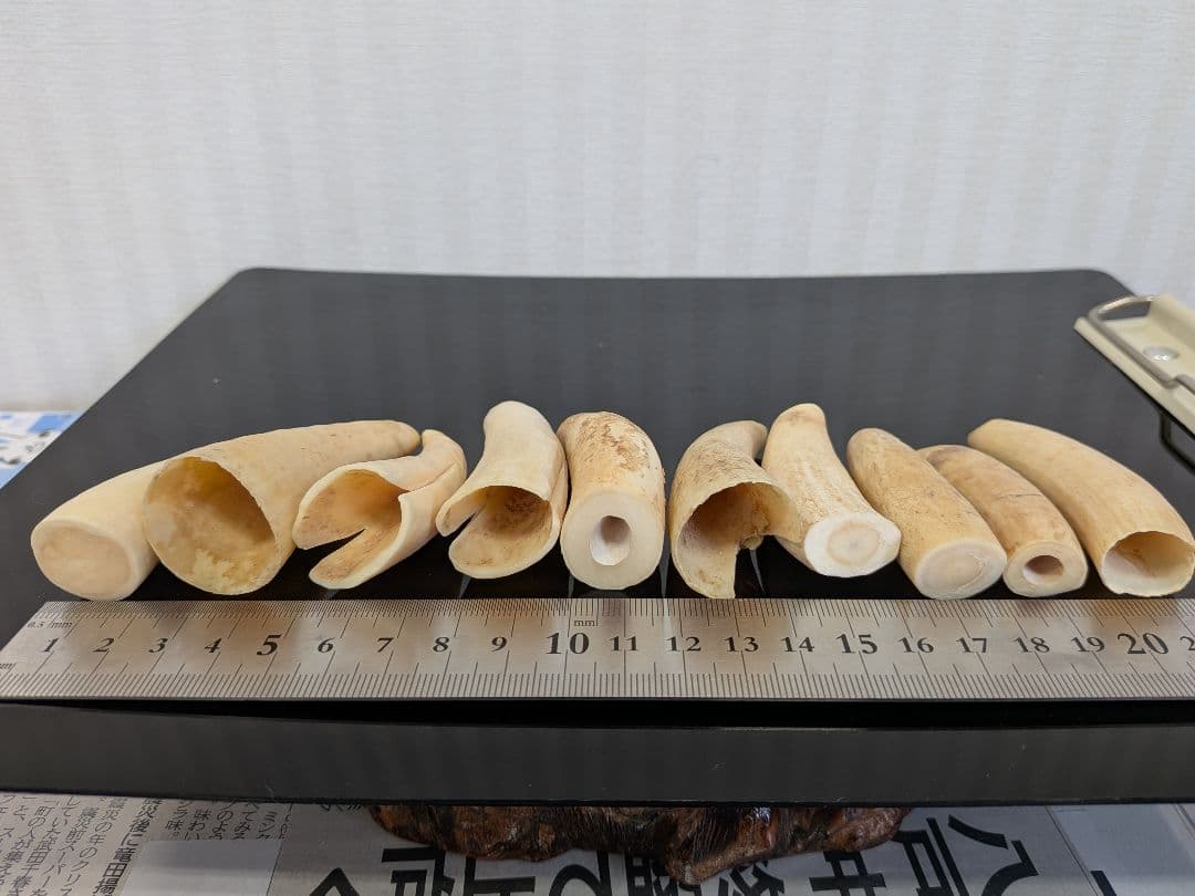 マッコウ鯨歯　本物　小さい歯10個セット