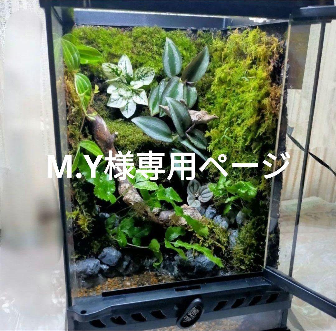 M.Yページ