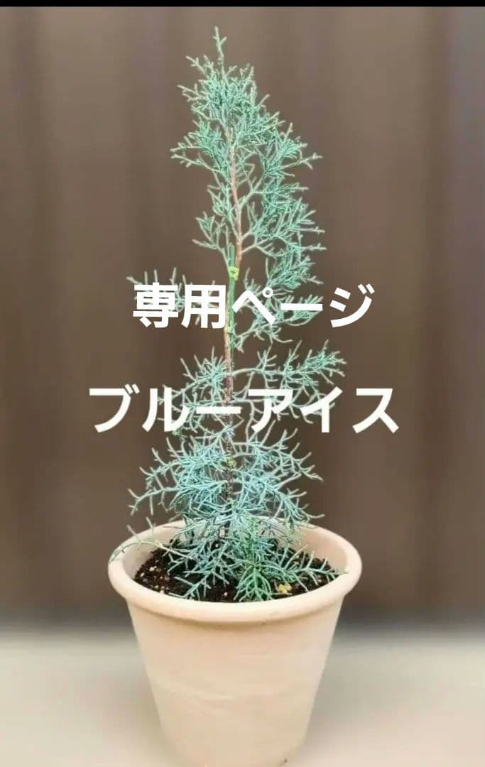 kaokao♡ ブルーアイス&ウエストリンギアスモーキー&ユーカリグニー